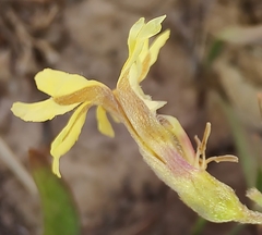Goodenia fascicularis