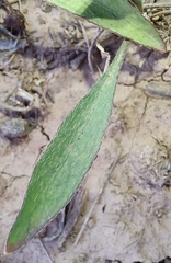 Goodenia fascicularis
