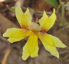 Goodenia fascicularis