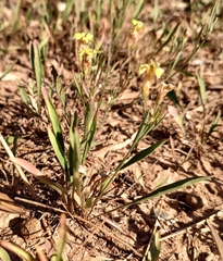 Goodenia fascicularis