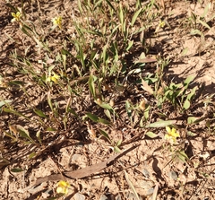 Goodenia fascicularis
