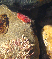 Lissothuria nutriens