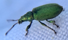 Phyllobius