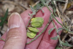 Hebecarpa ovatifolia