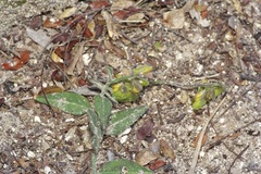 Hebecarpa ovatifolia