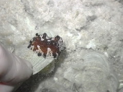 Platydoris dierythros