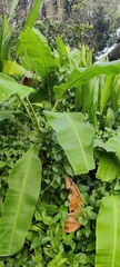 Musa × paradisiaca