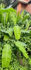 Musa × paradisiaca