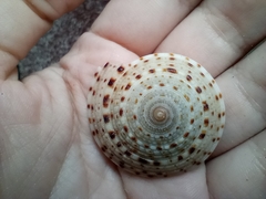 Architectonica nobilis