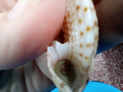 Architectonica nobilis