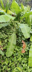 Musa × paradisiaca