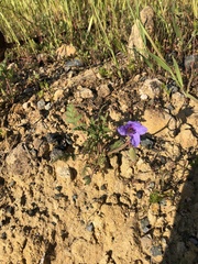 Magnoliopsida