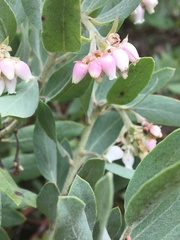Arctostaphylos nortensis