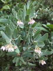 Arctostaphylos nortensis