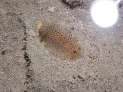 Dendrodoris guttata