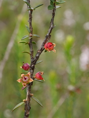 Leptospermum squarrosum