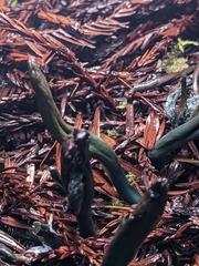 Microglossum nudipes