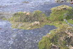 Scleropodium obtusifolium