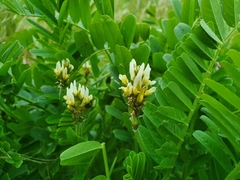 Astragalus boeticus