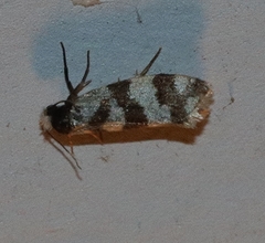 Lepidoscia characota