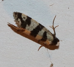 Lepidoscia characota