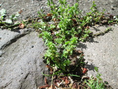 Veronica arvensis