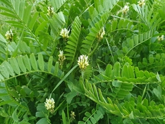 Astragalus boeticus