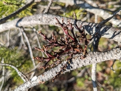 Arceuthobium tsugense contortae