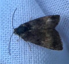 Panemeria tenebrata