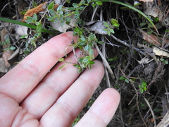 Monardella purpurea