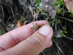 Monardella purpurea