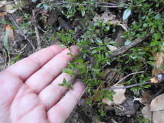 Monardella purpurea