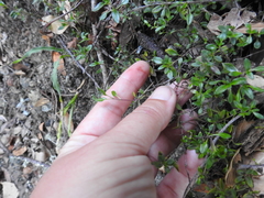 Monardella purpurea