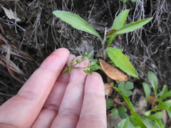 Monardella purpurea
