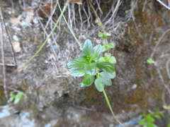 Monardella purpurea