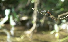 Onychothemis abnormis