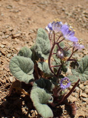 Phacelia longipes