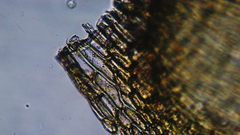 Scleropodium obtusifolium