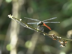 Onychothemis abnormis