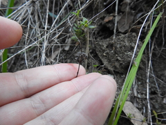 Monardella purpurea