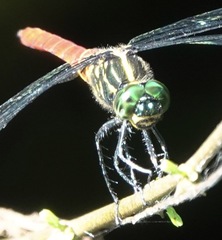 Onychothemis abnormis