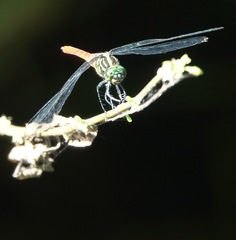 Onychothemis abnormis