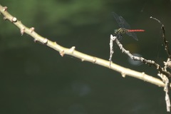Onychothemis abnormis