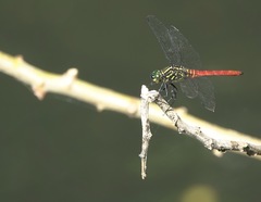 Onychothemis abnormis