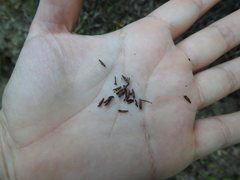Monardella purpurea
