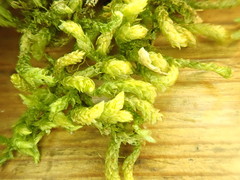 Scleropodium obtusifolium