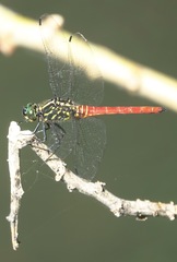 Onychothemis abnormis