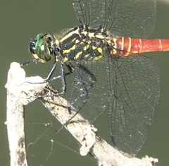 Onychothemis abnormis