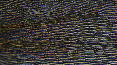 Scleropodium obtusifolium