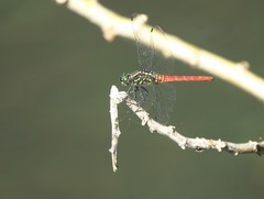 Onychothemis abnormis